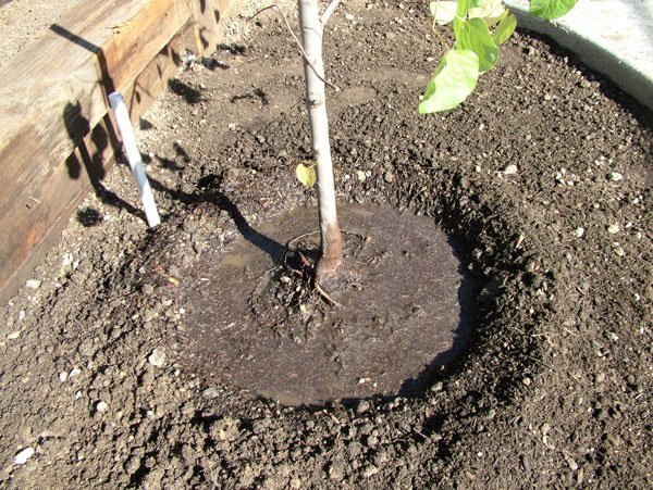 Watering the seedling