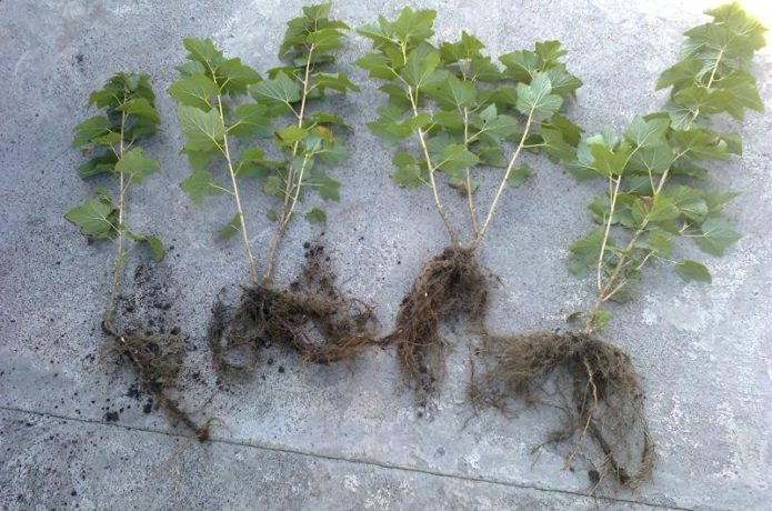 Currant seedlings with open root system