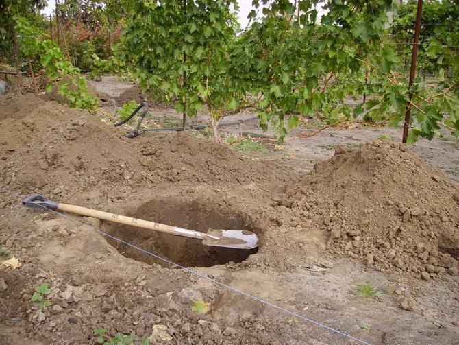 Planting pit for currants