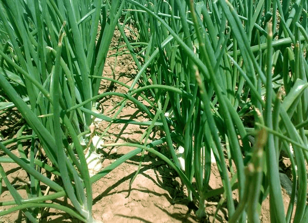 Summer onion feeding