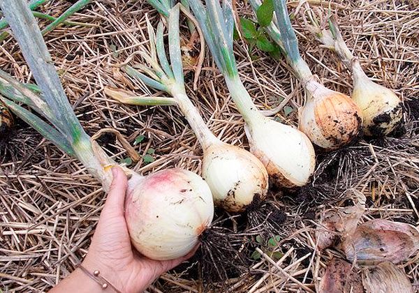 Large onion turnips