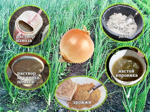 Feeding onions with organic fertilizers