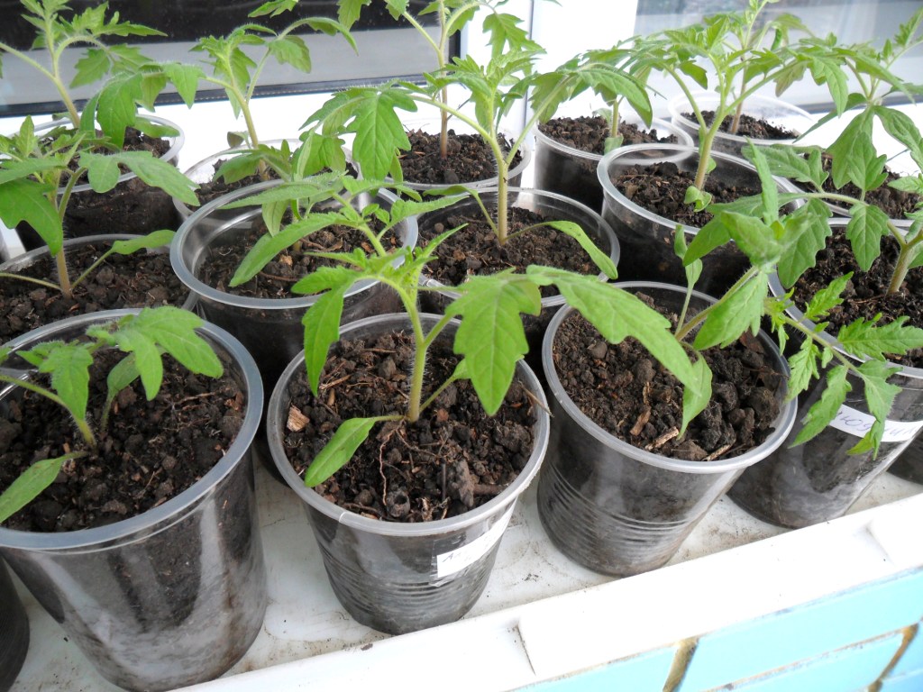 tomato seedlings