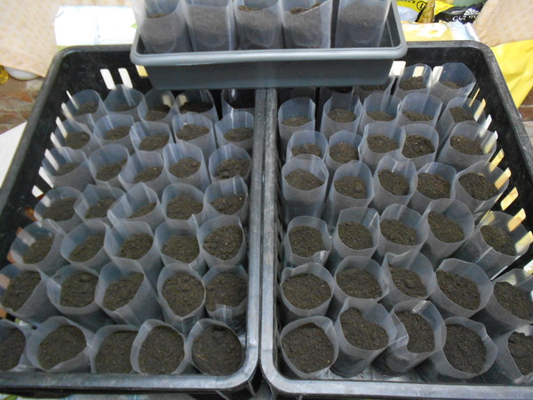 Plastic bags as a seedling pot