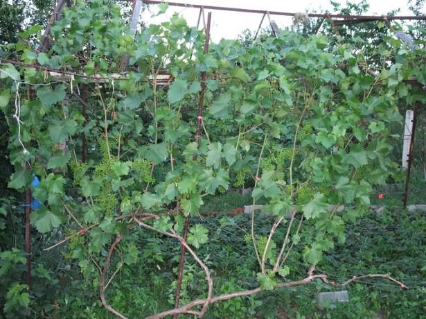 Grapes on a long vine