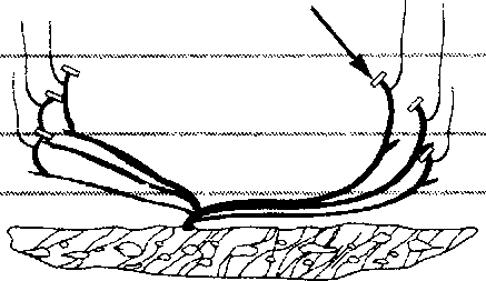 Heartbeat form of the grape bush
