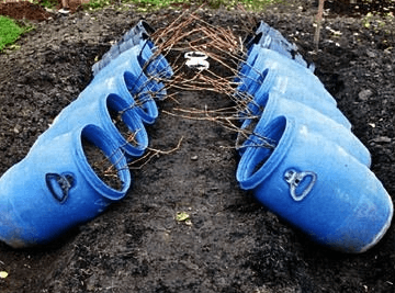 Barrels of grapes before planting for the winter