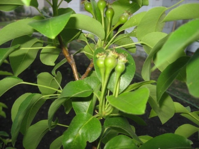 Fruit buds on a pear
