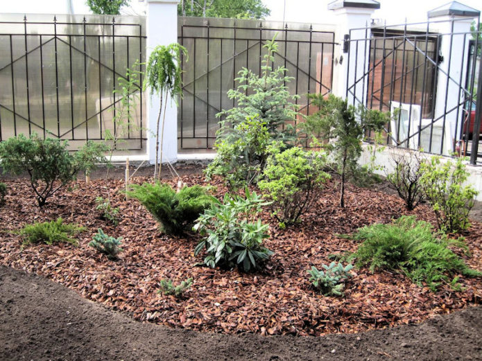 Mulch under bushes