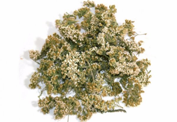 Yarrow in bulk
