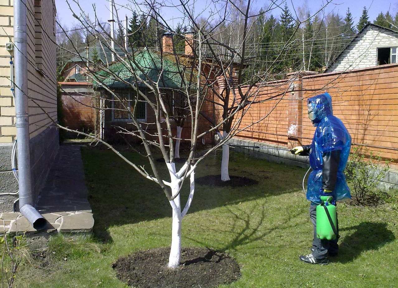 Cherry gardener's worries: we treat pests and diseases, provide pollination