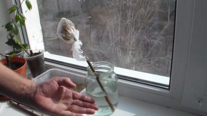 Rooting lignified cuttings in a jar