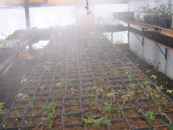 Rooting green cuttings