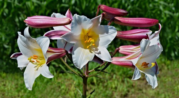 White lily flowers