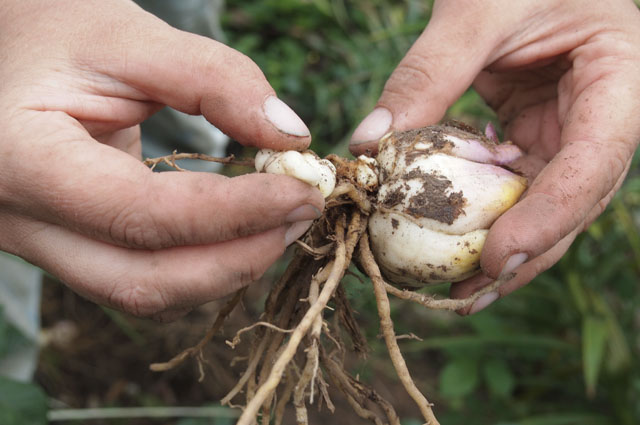 Dividing a lily bulb into small onions