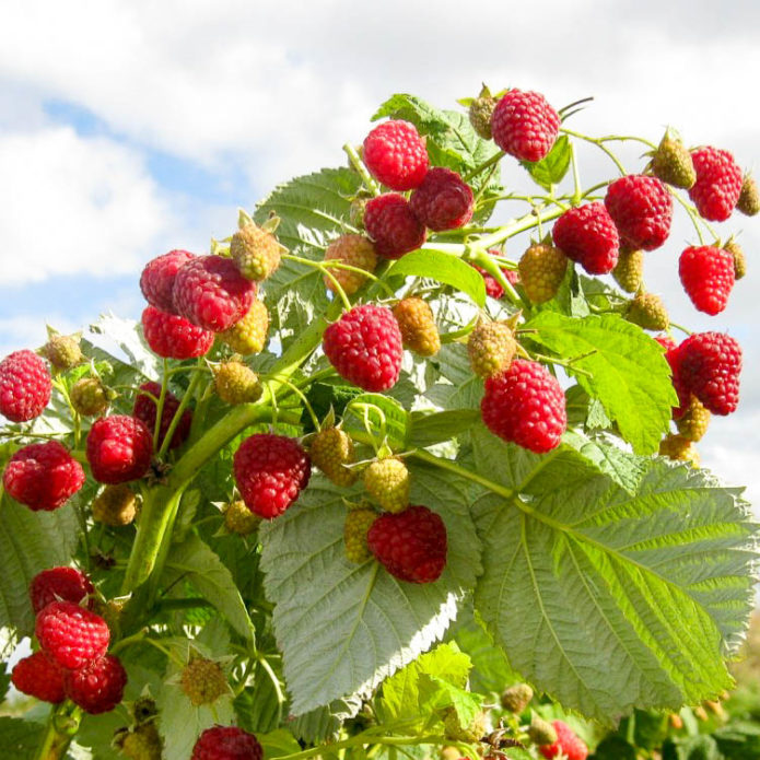 Raspberries