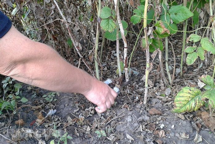Old raspberry bushes