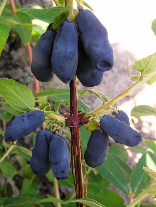 Amphora Berries