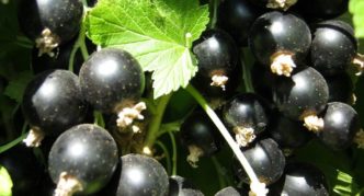 One of the parental forms of Pygmy currant Seedling of a dove
