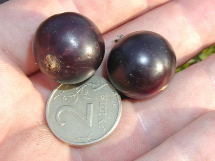 Pygmy currant berries