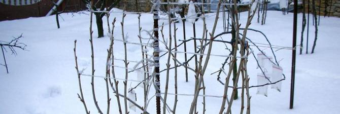 Preparing for winter