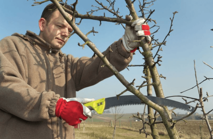 Sawing apple trees in spring