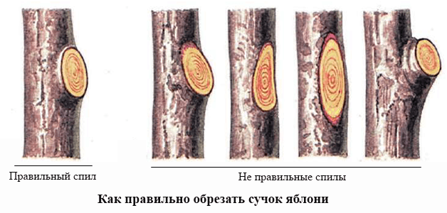 How to properly prune a branch of an apple tree