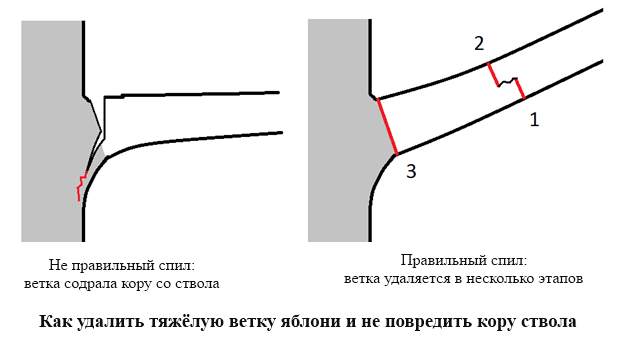 How to remove a large branch when pruning
