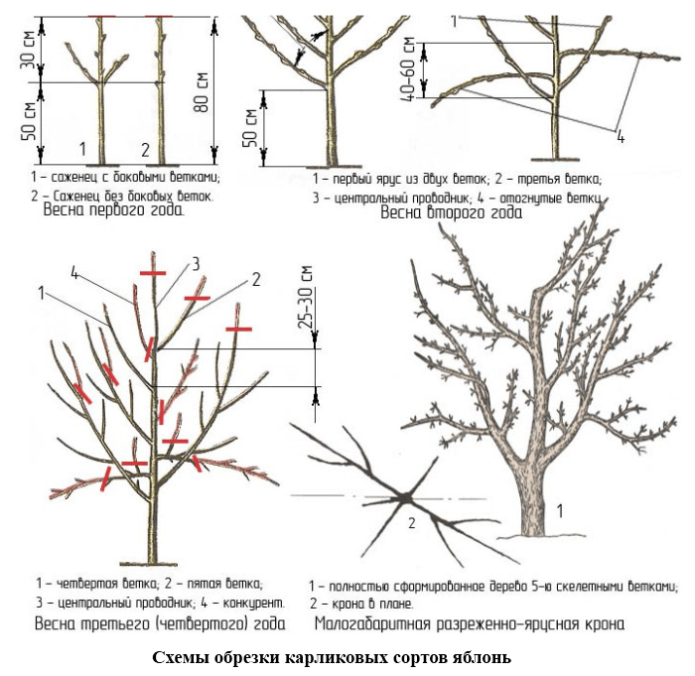 Methods for pruning dwarf apple trees scheme