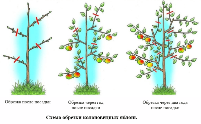 Scheme for pruning columnar apple trees