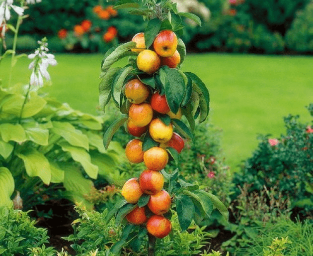 Apples on a columnar apple