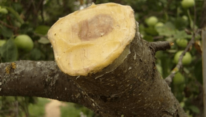 The apple tree slice is covered with garden varnish