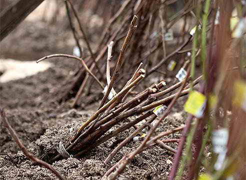 Cuttings in the ground