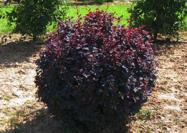 Ball shaped barberry bush