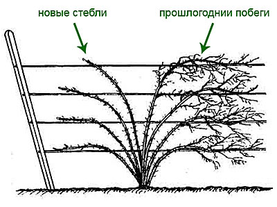 Drawing of fan-shaped bush formation