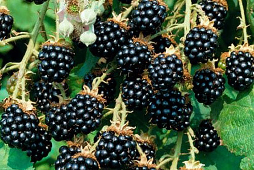 Blackberry varieties Agavam