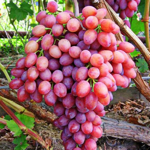 Radiant raisins grapes