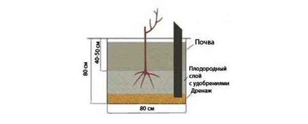 Grape planting drawing