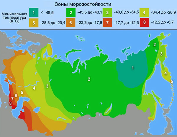 Map of frost resistance of plants in Russia