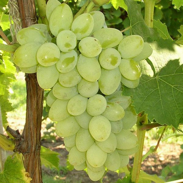 Ermak grapes