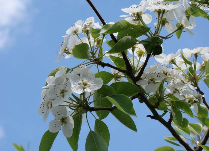 Blossoming pear