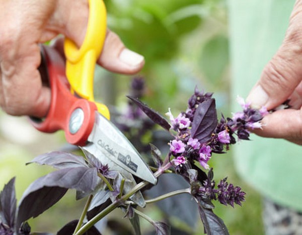Removing the peduncle from the basil