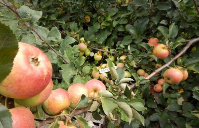 Apple variety Currency