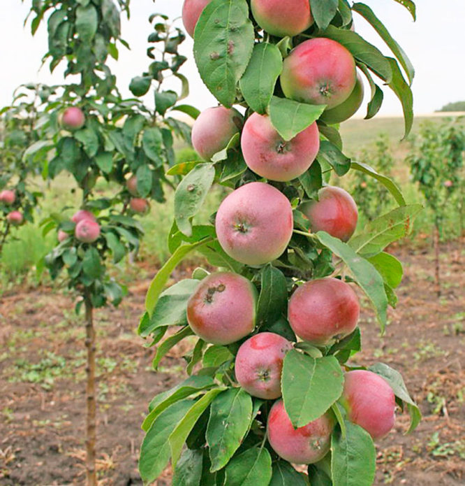 Apple variety Triumph