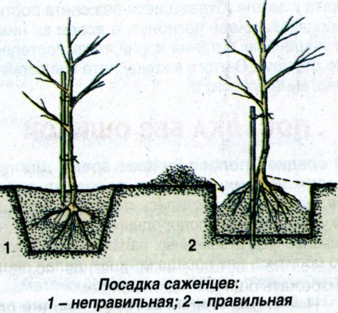 Planting seedling drawing