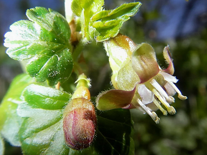 Gooseberry blossom