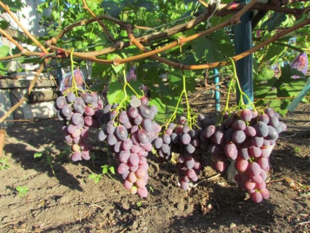 Grape harvest Furor