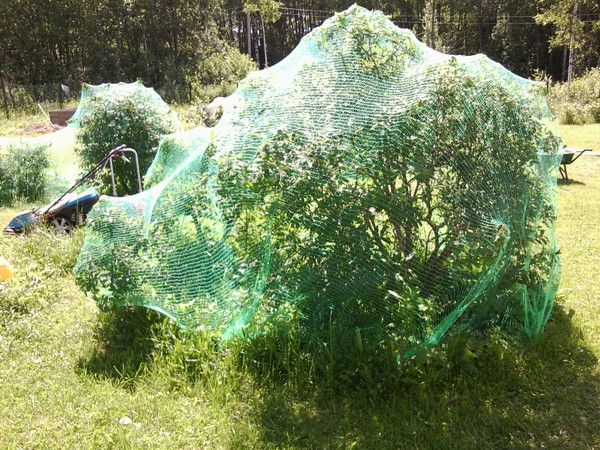 Bushes under the net