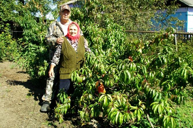 Peaches in Siberia