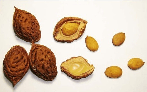 Peach kernels and pits